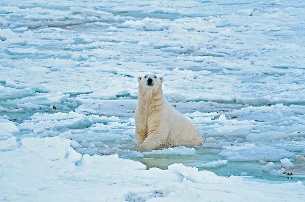 Canada-Manitoba-Churchill Polar bear in icy water